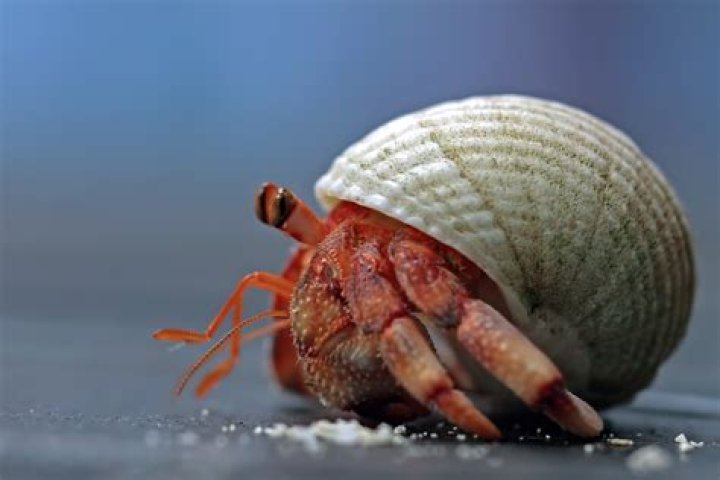 Is a hermit crab a good pet?