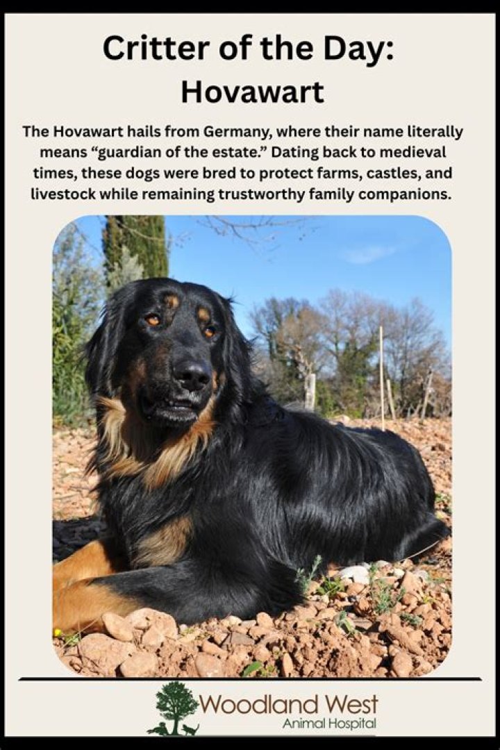 Is a Hovawart a good family dog?