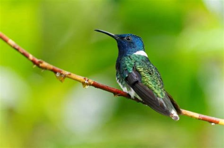 Is a Jacobin a hummingbird?