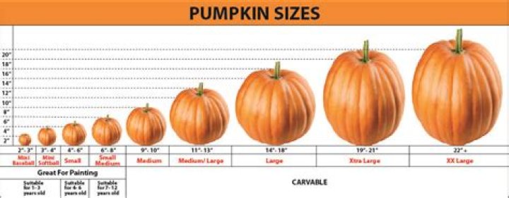Is a mini pumpkin a gourd?