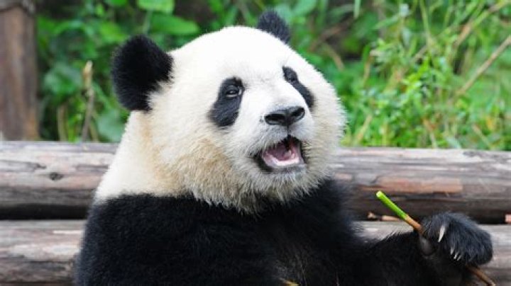 Is a panda a bear?