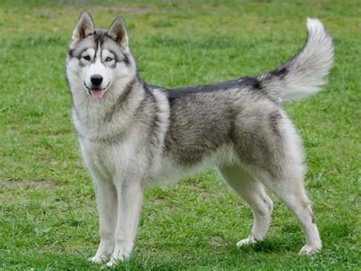 Is a Siberian Laika a husky?