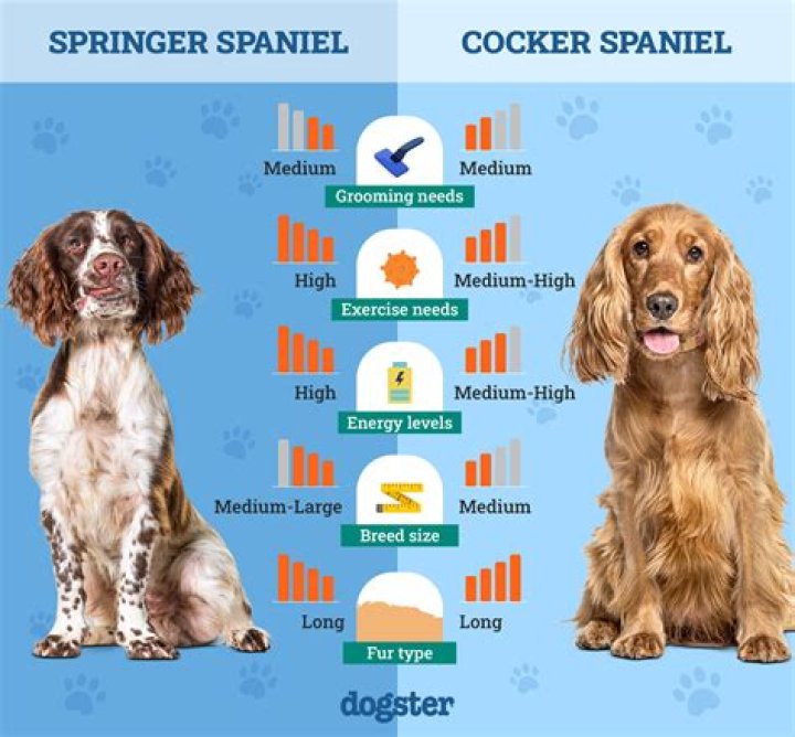 Is a Sprocker Spaniel a good dog?