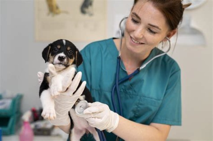 Is a veterinarian a community helper?
