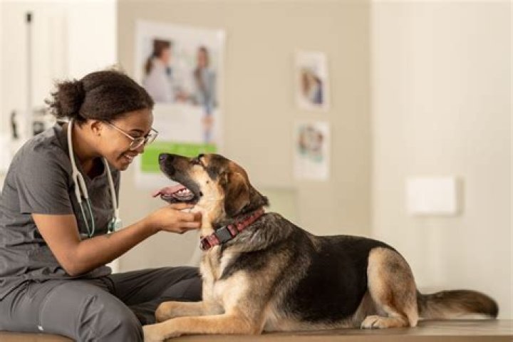 Is a veterinarian a health professional?