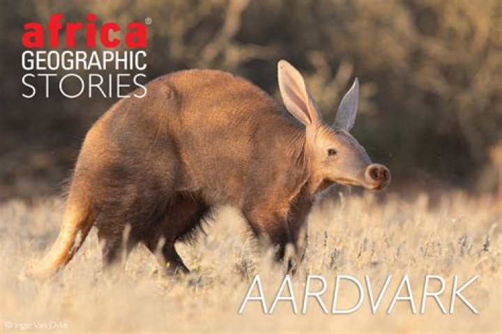 Is an aardvark a dog?