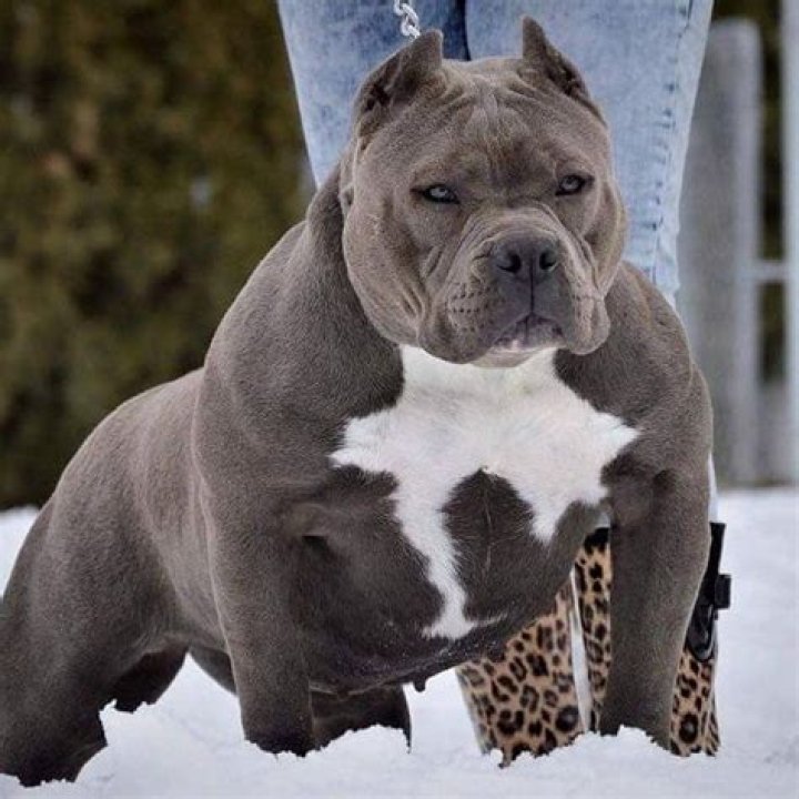 Is an American Bully considered a pitbull?