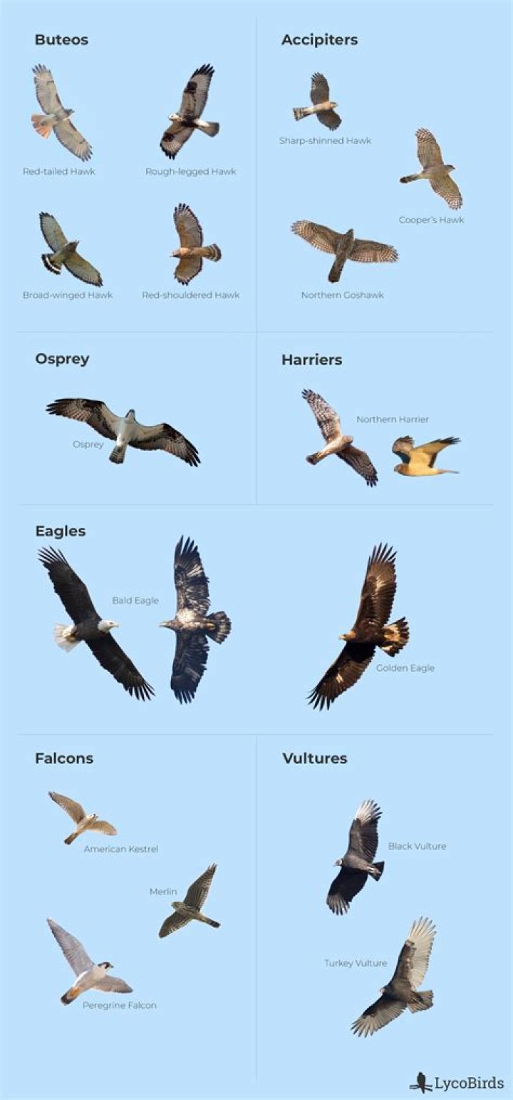 Is an eagle a raptor?