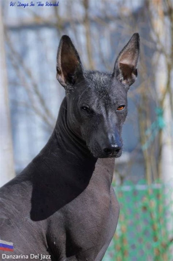 Is Anubis a Xoloitzcuintli?