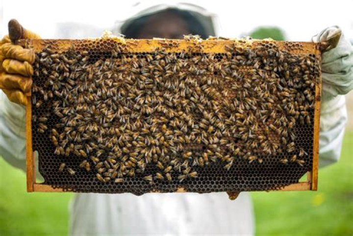 Is beekeeping legal in LA County?