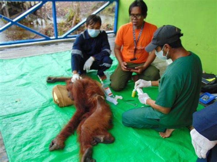 Is Beni The orangutan still alive?
