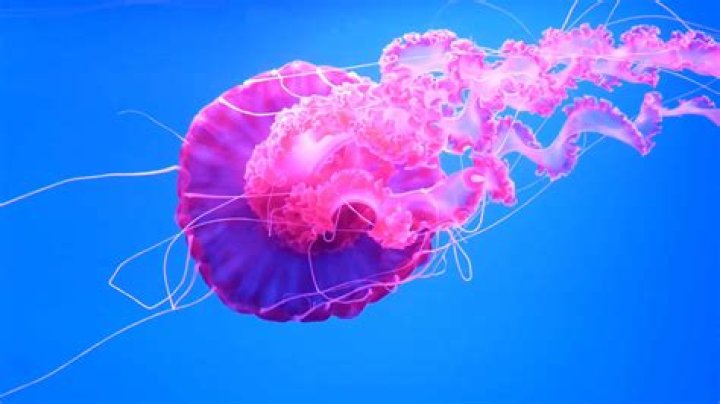 Is Benthocodon a jellyfish?