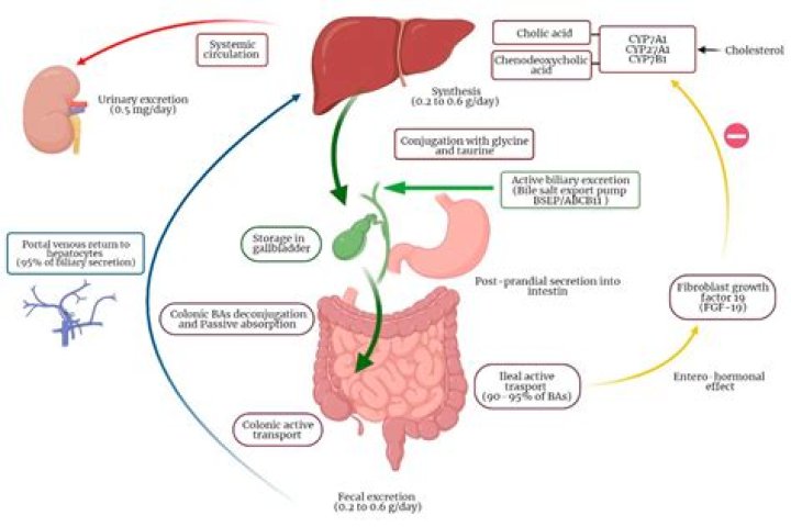 Is bile acid malabsorption life threatening?