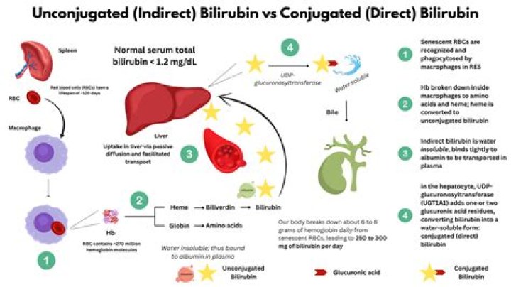 Is Biliverdin unconjugated bilirubin?