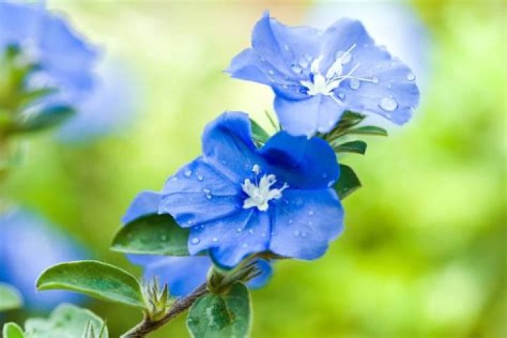 Is blue daze invasive?