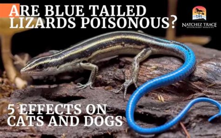 Is Blue Head lizards poisonous?