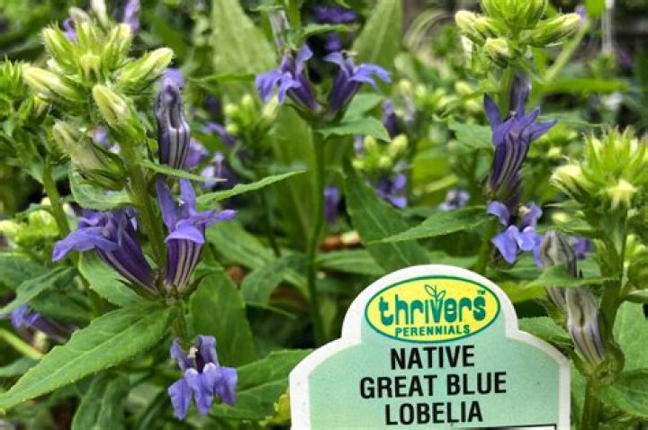Is blue lobelia invasive?