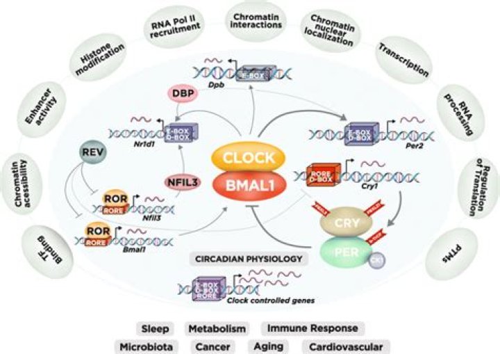 Is BMAL1 a clock gene?