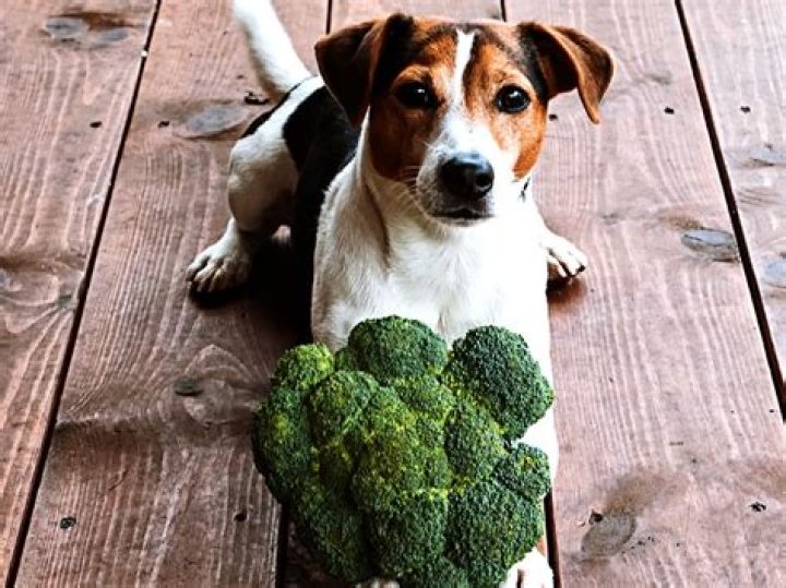 Is broccoli toxic to dogs?
