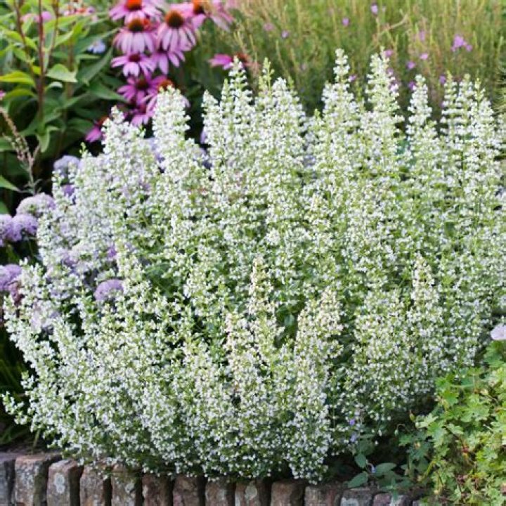 Is Calamintha the same as catmint?