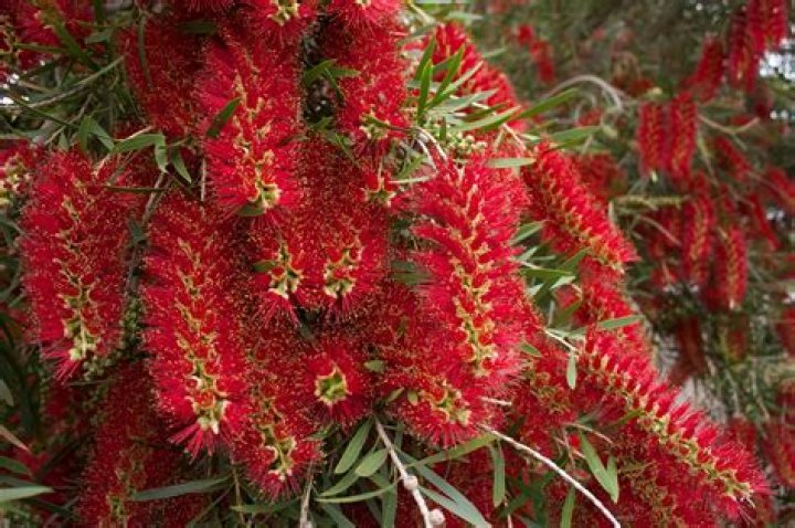 Is Callistemon Slim Fast growing?