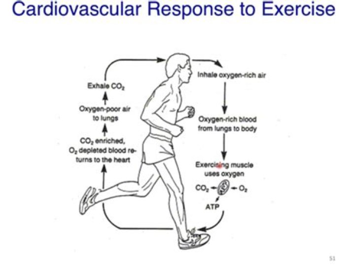 Is cardiac output higher during exercise?