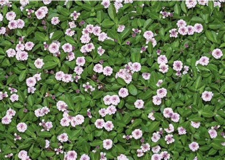 Is Carpetweed a perennial?
