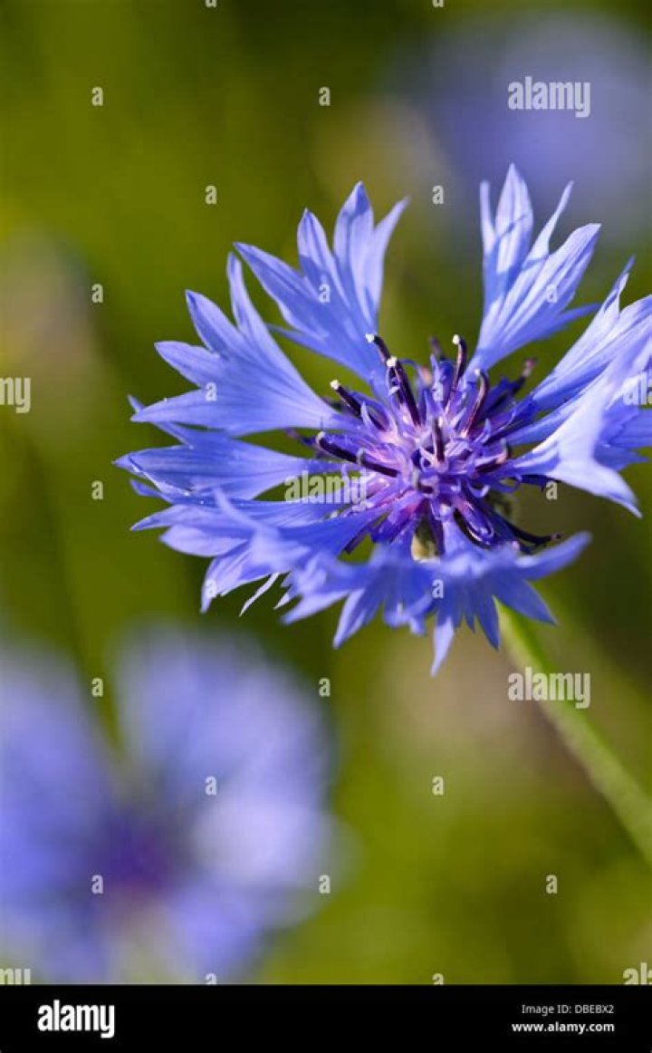 Is Centaurea Cyanus a perennial?