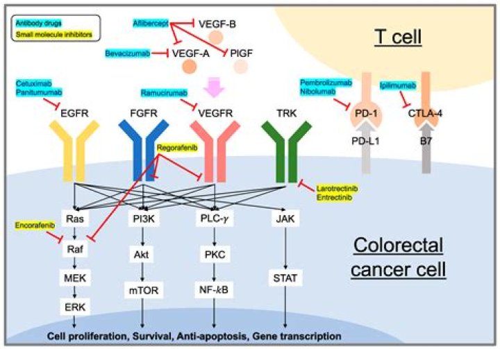 Is cetuximab approved for lung cancer?