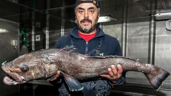 Is Chilean sea bass the same as toothfish?