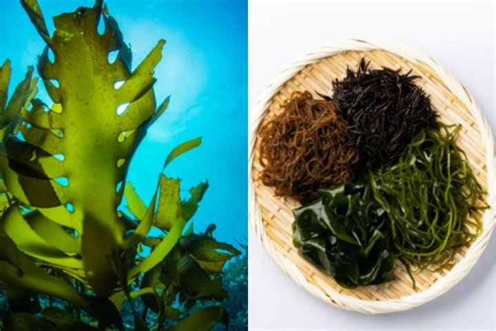 Is Chinese seaweed safe to eat?