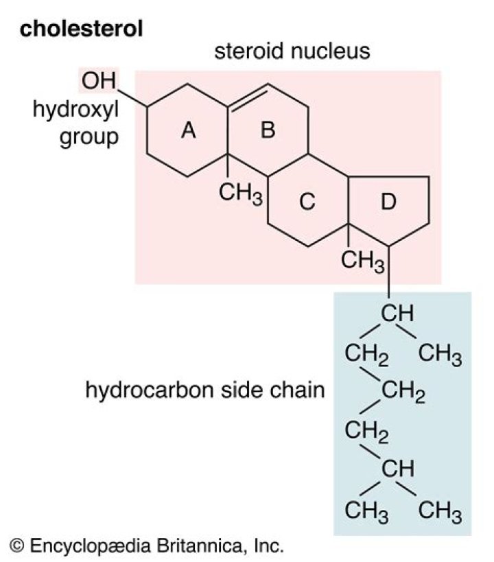 Is cholesterol a chemical messenger?