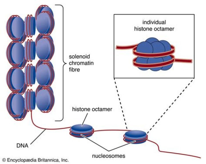 Is chromatin a cell organelle?