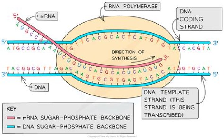 Is chromatin involved in transcription?