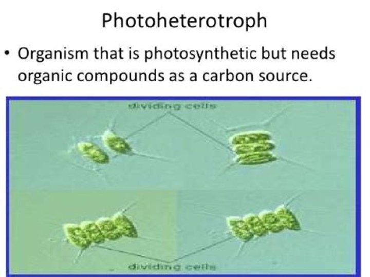 Is Chromatium a Photoheterotroph?