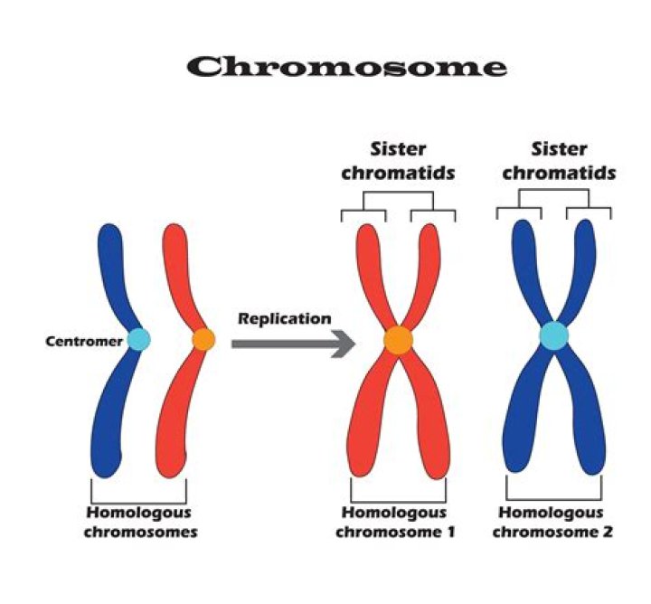 Is chromosome 21 homologous?