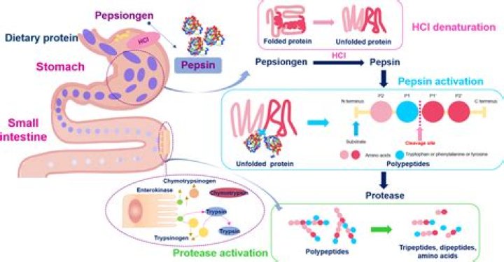 Is chymotrypsin involved in digestion?