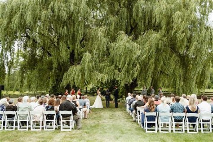 Is curly willow a bush or tree?