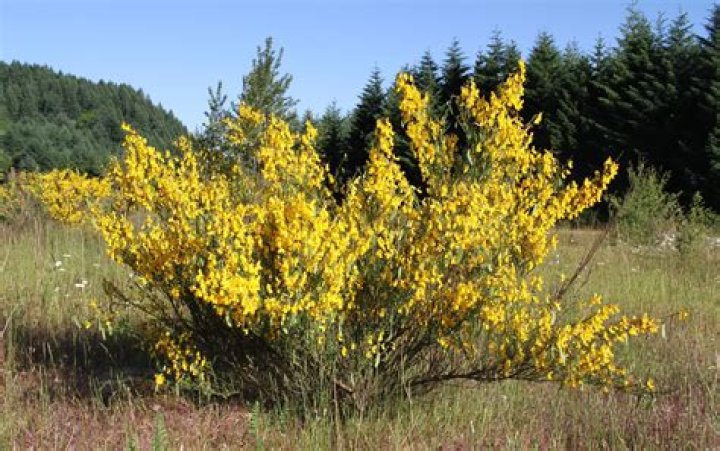 Is Cytisus scoparius invasive?