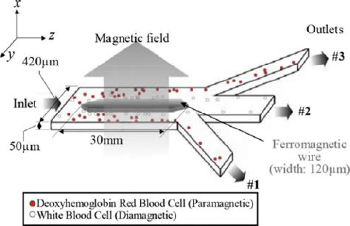 Is Deoxyhemoglobin magnetic?