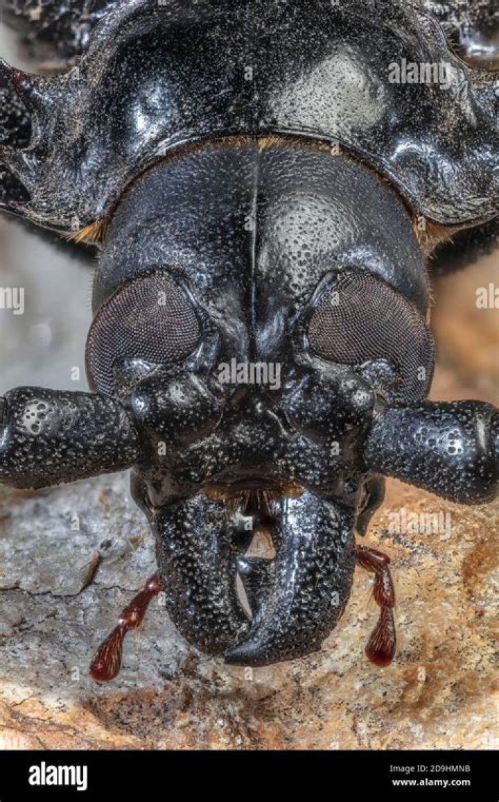 Is Derobrachus Geminatus poisonous?