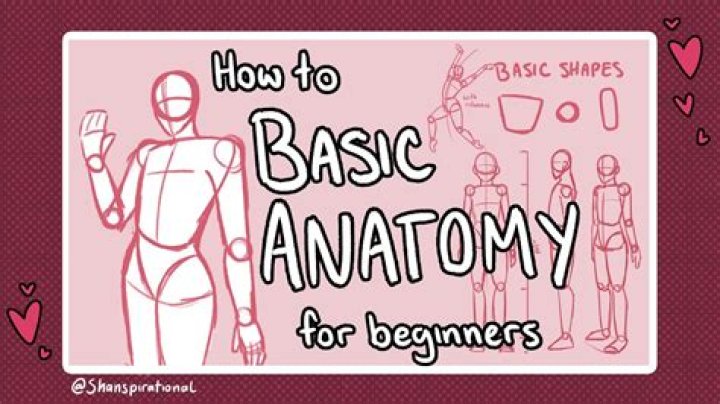 Is drawing a good way to learn anatomy?