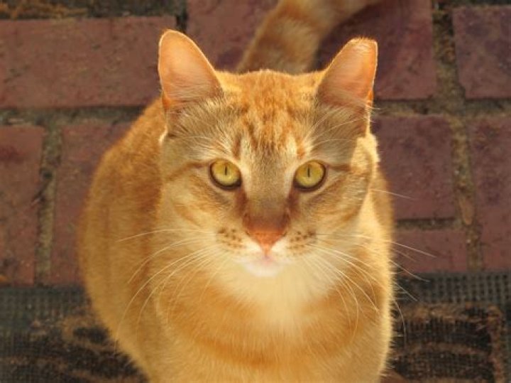 Is ear-tipping humane?