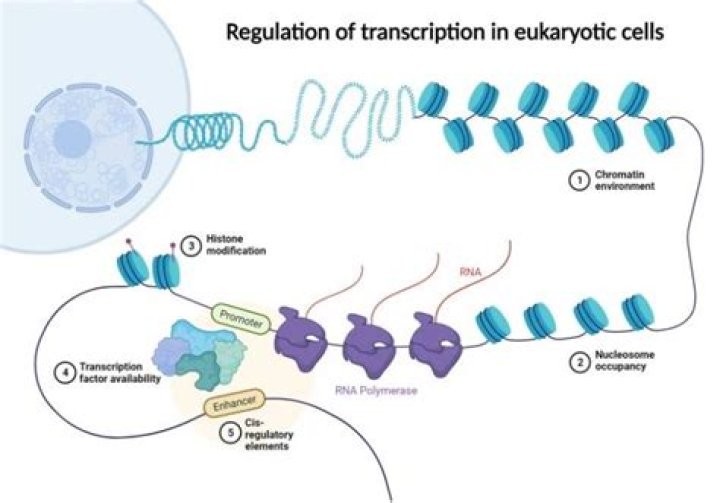 Is eukaryotic DNA associated with proteins?