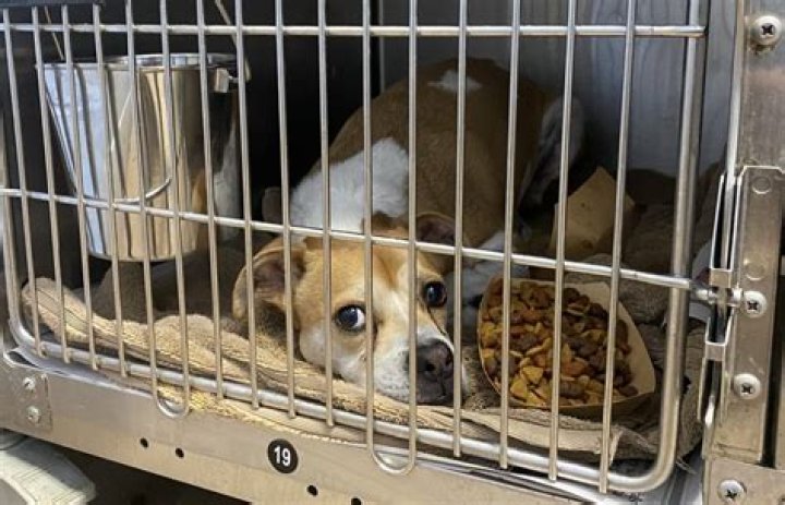 Is Fairbanks Animal Shelter a kill shelter?
