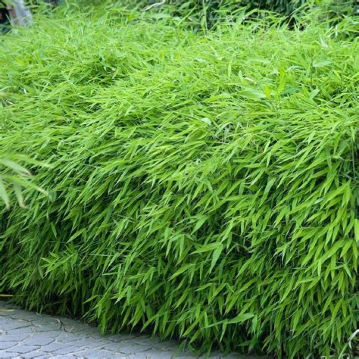 Is fargesia bamboo invasive?