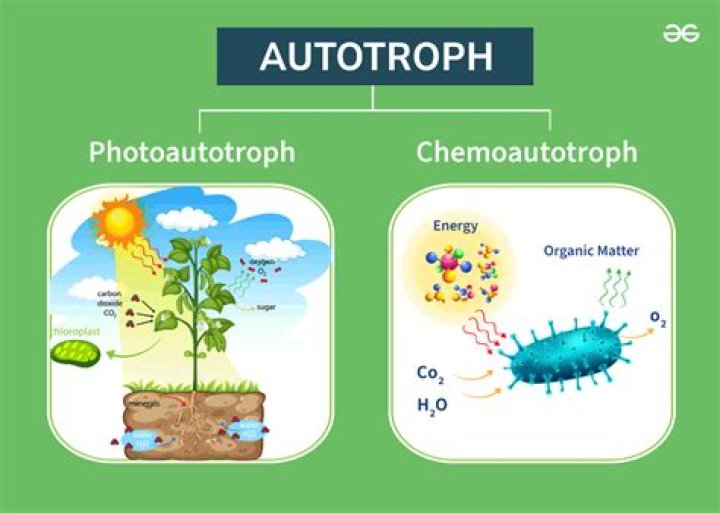 Is fungi an Autotroph or Heterotroph?