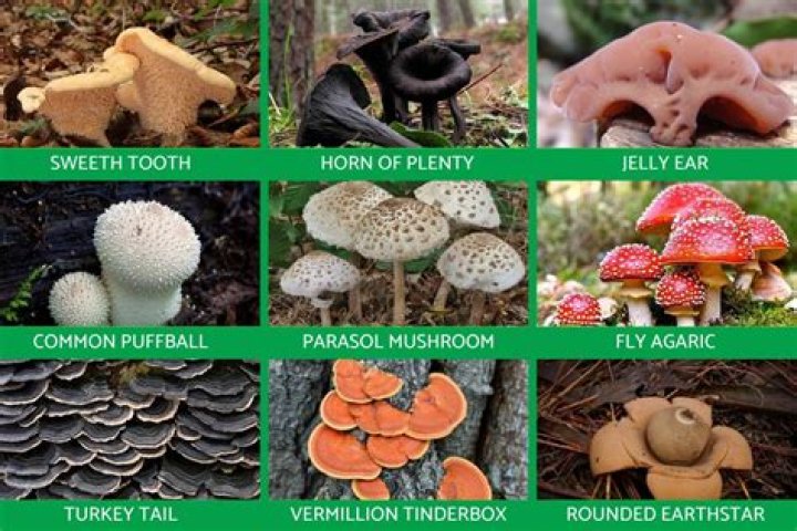 Is fungus on plants harmful to humans?