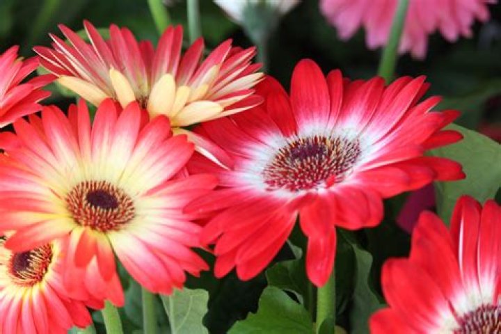 Is Gerbera Jamesonii a perennial?