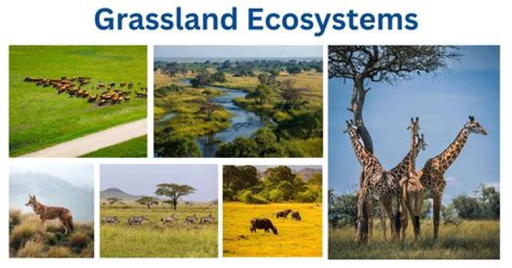 Is grass in a prairie ecosystem?